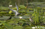 Zwarte Stern (Chlidonias niger)