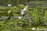 Zwarte Stern (Chlidonias niger)