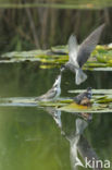 Black Tern (Chlidonias niger)