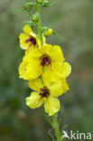 Zwarte toorts (Verbascum nigrum)