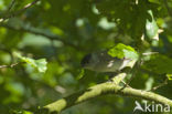 Zwartkop (Sylvia atricapilla)