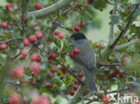 Blackcap (Sylvia atricapilla)