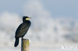 Aalscholver (Phalacrocorax carbo)