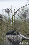 Aalscholver (Phalacrocorax carbo)