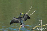 Aalscholver (Phalacrocorax carbo)