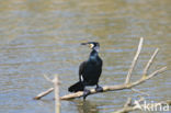 Aalscholver (Phalacrocorax carbo)