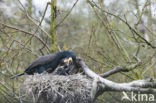 Aalscholver (Phalacrocorax carbo)