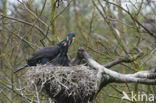 Aalscholver (Phalacrocorax carbo)