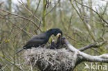 Aalscholver (Phalacrocorax carbo)