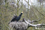 Aalscholver (Phalacrocorax carbo)