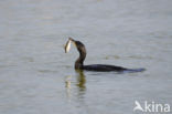 Aalscholver (Phalacrocorax carbo)