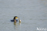 Great Cormorant (Phalacrocorax carbo)