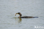 Aalscholver (Phalacrocorax carbo)