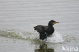 Aalscholver (Phalacrocorax carbo)