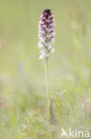 Aangebrande orchis (Neotinea ustulata)