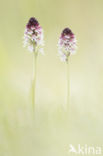 Burnt Orchid (Neotinea ustulata)