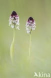 Aangebrande orchis (Neotinea ustulata)