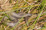 Adder (Vipera berus)