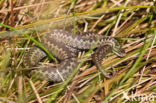 Common Viper (Vipera berus)