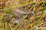 Common Viper (Vipera berus)