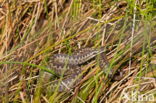 Adder (Vipera berus)