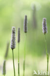 Adderwortel (Persicaria bistorta)