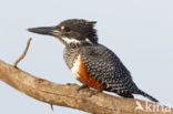 Afrikaanse reuzenijsvogel (Megaceryle maxima)