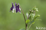 Columbine (Aquilegia sp)