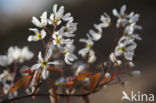 Amerikaans krentenboompje (Amelanchier lamarckii)