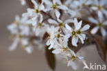 Amerikaans krentenboompje (Amelanchier lamarckii)