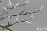 Juneberry (Amelanchier lamarckii)