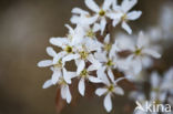 Juneberry (Amelanchier lamarckii)