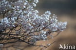 Amerikaans krentenboompje (Amelanchier lamarckii)