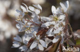 Amerikaans krentenboompje (Amelanchier lamarckii)