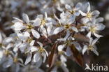 Juneberry (Amelanchier lamarckii)