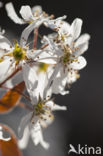 Amerikaans krentenboompje (Amelanchier lamarckii)