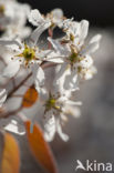 Juneberry (Amelanchier lamarckii)