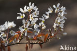 Juneberry (Amelanchier lamarckii)