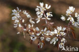 Amerikaans krentenboompje (Amelanchier lamarckii)