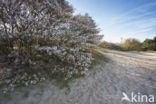 Juneberry (Amelanchier lamarckii)