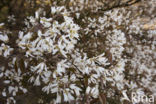 Amerikaans krentenboompje (Amelanchier lamarckii)