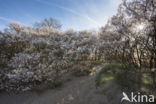 Amerikaans krentenboompje (Amelanchier lamarckii)