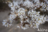 Amerikaans krentenboompje (Amelanchier lamarckii)