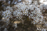 Juneberry (Amelanchier lamarckii)