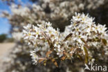 Amerikaans krentenboompje (Amelanchier lamarckii)