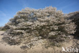 Juneberry (Amelanchier lamarckii)