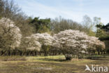 Amerikaans krentenboompje (Amelanchier lamarckii)