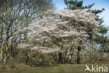 Juneberry (Amelanchier lamarckii)