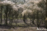 Amerikaans krentenboompje (Amelanchier lamarckii)