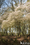 Amerikaans krentenboompje (Amelanchier lamarckii)